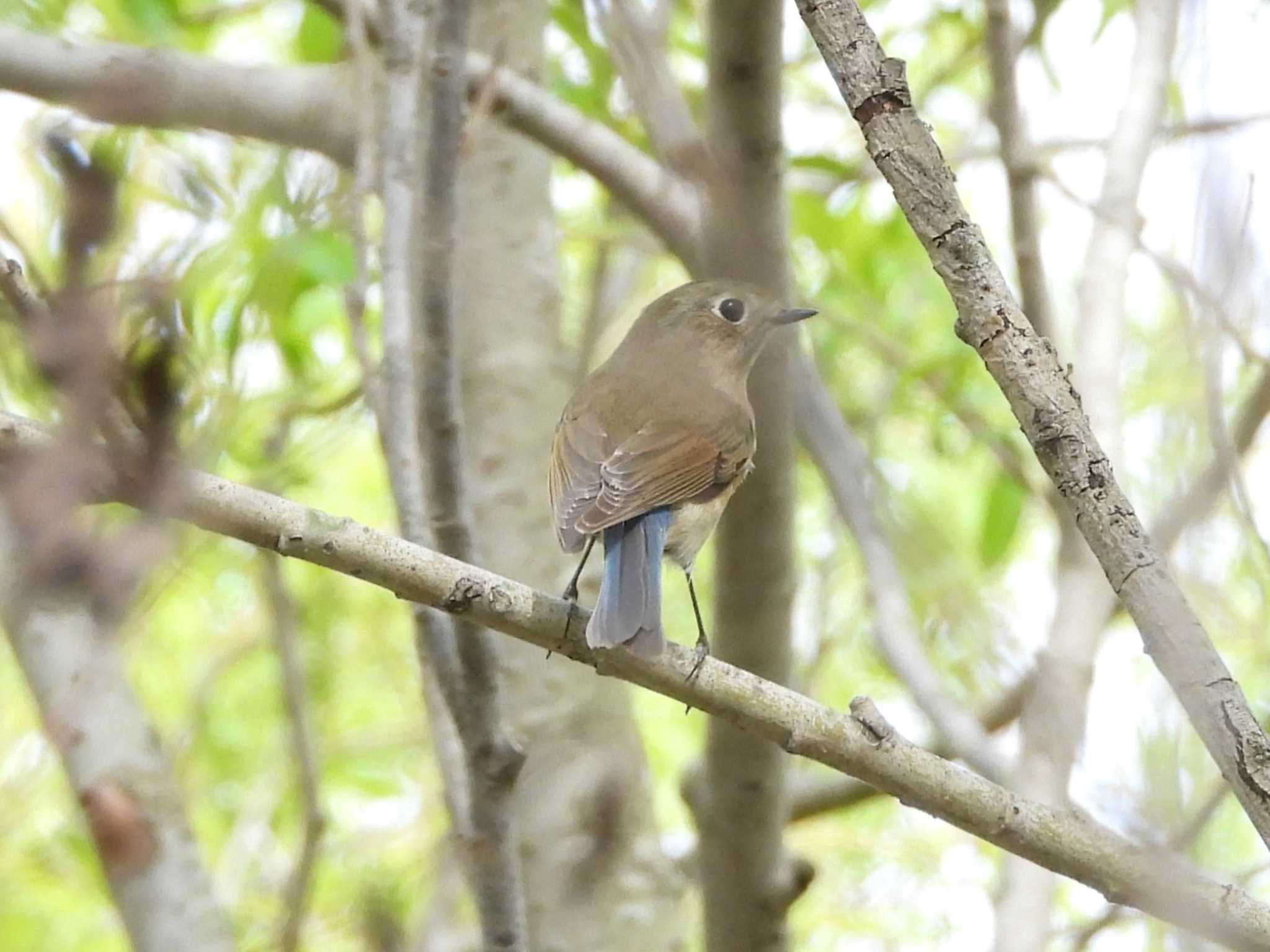 Red-flanked Bluetail