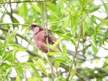 Siberian Long-tailed Rosefinch 茨戸川緑地 Sun, 5/5/2024