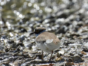 Little Ringed Plover 宇曽利山湖(青森県) Wed, 5/1/2024