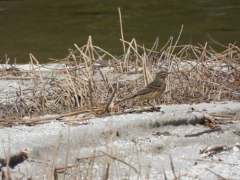 Water Pipit 宇曽利山湖(青森県) Wed, 5/1/2024