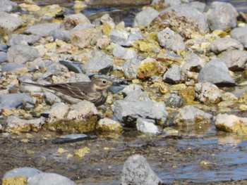 Water Pipit 宇曽利山湖(青森県) Wed, 5/1/2024