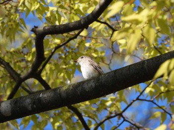 2024年5月2日(木) 平和公園(青森県)の野鳥観察記録