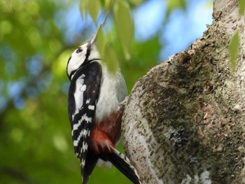 Great Spotted Woodpecker 平和公園(青森県) Thu, 5/2/2024