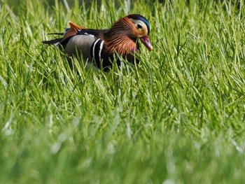 Mandarin Duck 福井緑地(札幌市西区) Thu, 5/9/2024