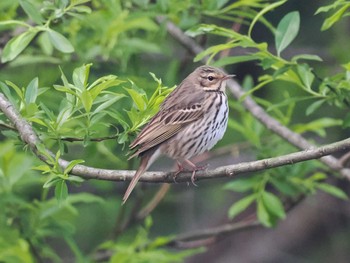 ビンズイ 福井緑地(札幌市西区) 2024年5月9日(木)