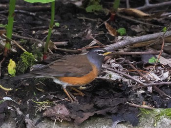 Thu, 5/9/2024 Birding report at 福井緑地(札幌市西区)