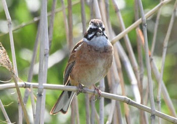 2024年5月5日(日) 境川遊水地公園の野鳥観察記録