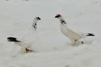 Rock Ptarmigan Unknown Spots Mon, 4/22/2024