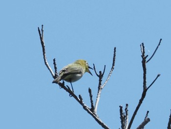 2024年5月4日(土) 三宅島の野鳥観察記録