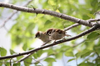 2024年5月9日(木) 都内の野鳥観察記録