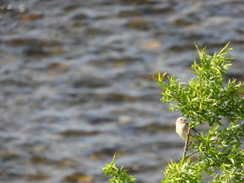 Chestnut-cheeked Starling 平川(青森県) Fri, 5/3/2024