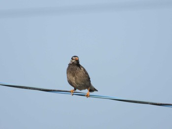 White-cheeked Starling 平川(青森県) Fri, 5/3/2024