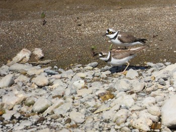 2024年5月3日(金) 平川(青森県)の野鳥観察記録