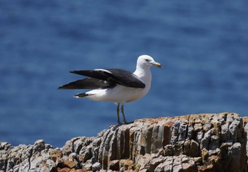 Black-tailed Gull 日御碕 Sat, 5/4/2024