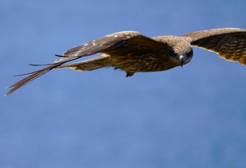 Black Kite 日御碕 Sat, 5/4/2024