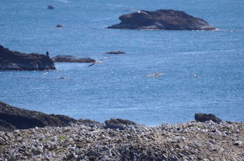 Black-tailed Gull 日御碕 Sat, 5/4/2024