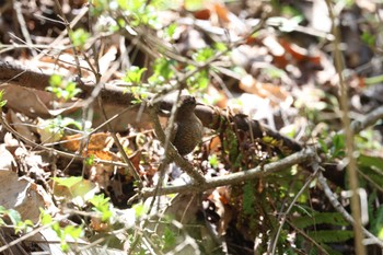 Eurasian Wren Karuizawa wild bird forest Sun, 4/28/2024