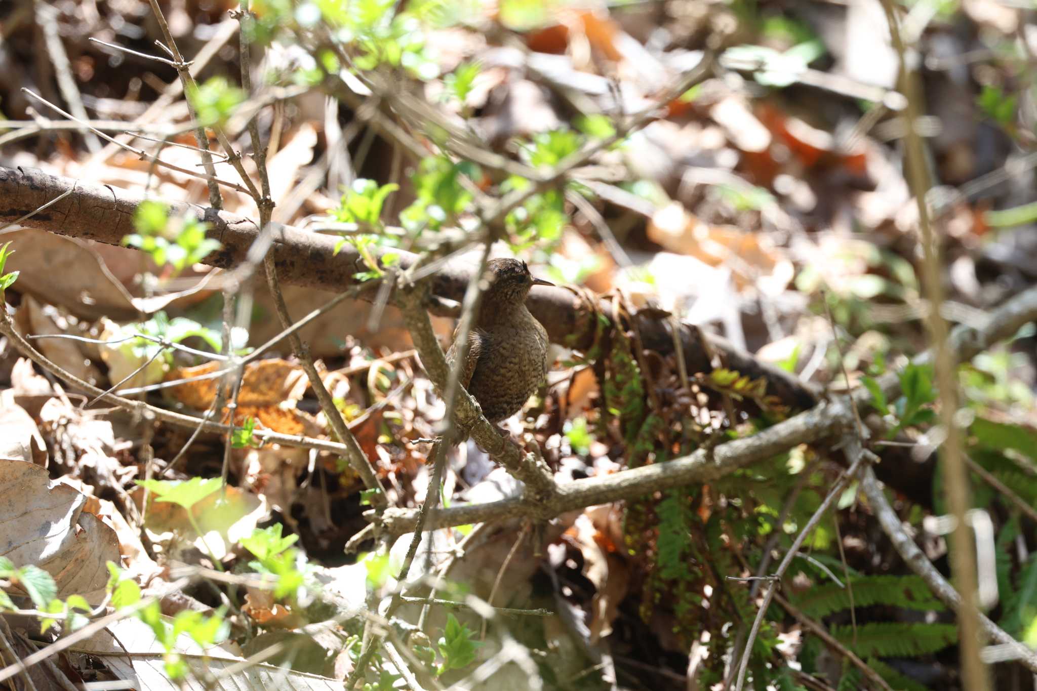 Photo of Eurasian Wren at Karuizawa wild bird forest by bobobobo09