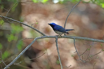 Blue-and-white Flycatcher Karuizawa wild bird forest Sun, 4/28/2024