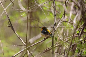 Narcissus Flycatcher Karuizawa wild bird forest Sun, 4/28/2024