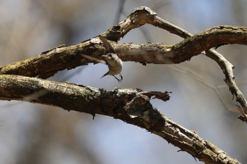 Asian Brown Flycatcher Karuizawa wild bird forest Sun, 4/28/2024