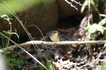 Asian Stubtail Karuizawa wild bird forest Sun, 4/28/2024