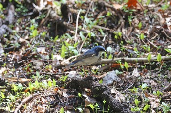 Siberian Blue Robin Karuizawa wild bird forest Sun, 4/28/2024