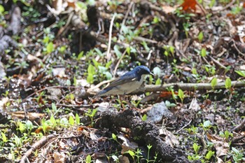 コルリ 軽井沢野鳥の森 2024年4月28日(日)