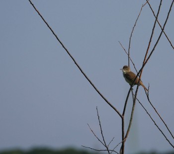 Oriental Reed Warbler Unknown Spots Thu, 5/9/2024