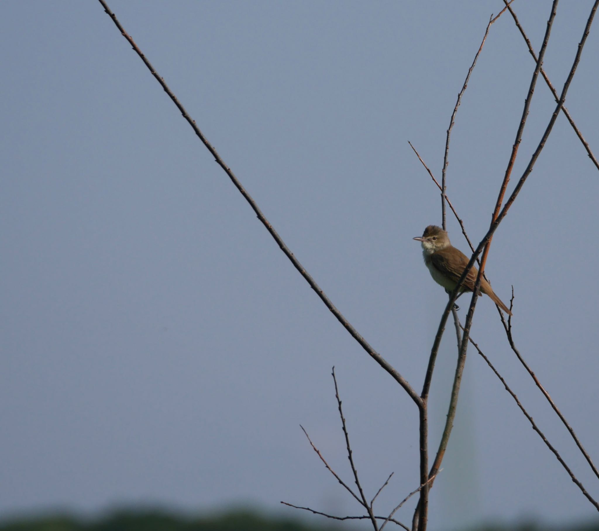 Photo of Oriental Reed Warbler at  by ヒトリスキ“h1toriski”