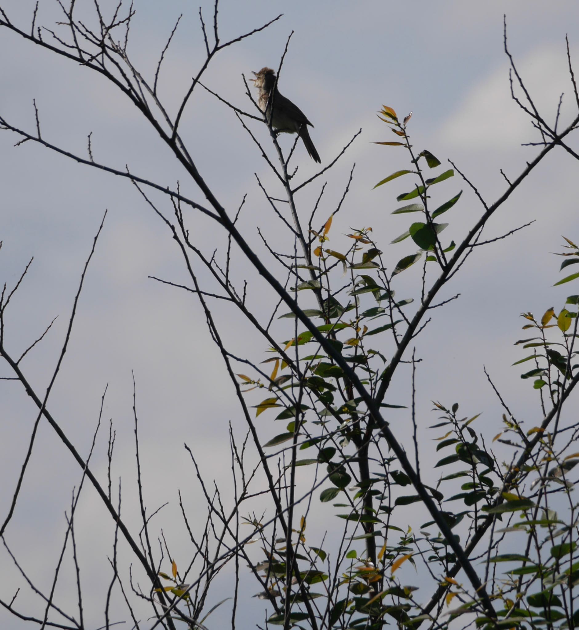 Photo of Oriental Reed Warbler at  by ヒトリスキ“h1toriski”