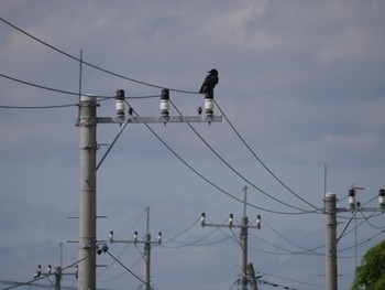 Large-billed Crow Unknown Spots Thu, 5/9/2024