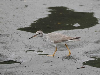 キアシシギ 東京港野鳥公園 2024年5月6日(月)