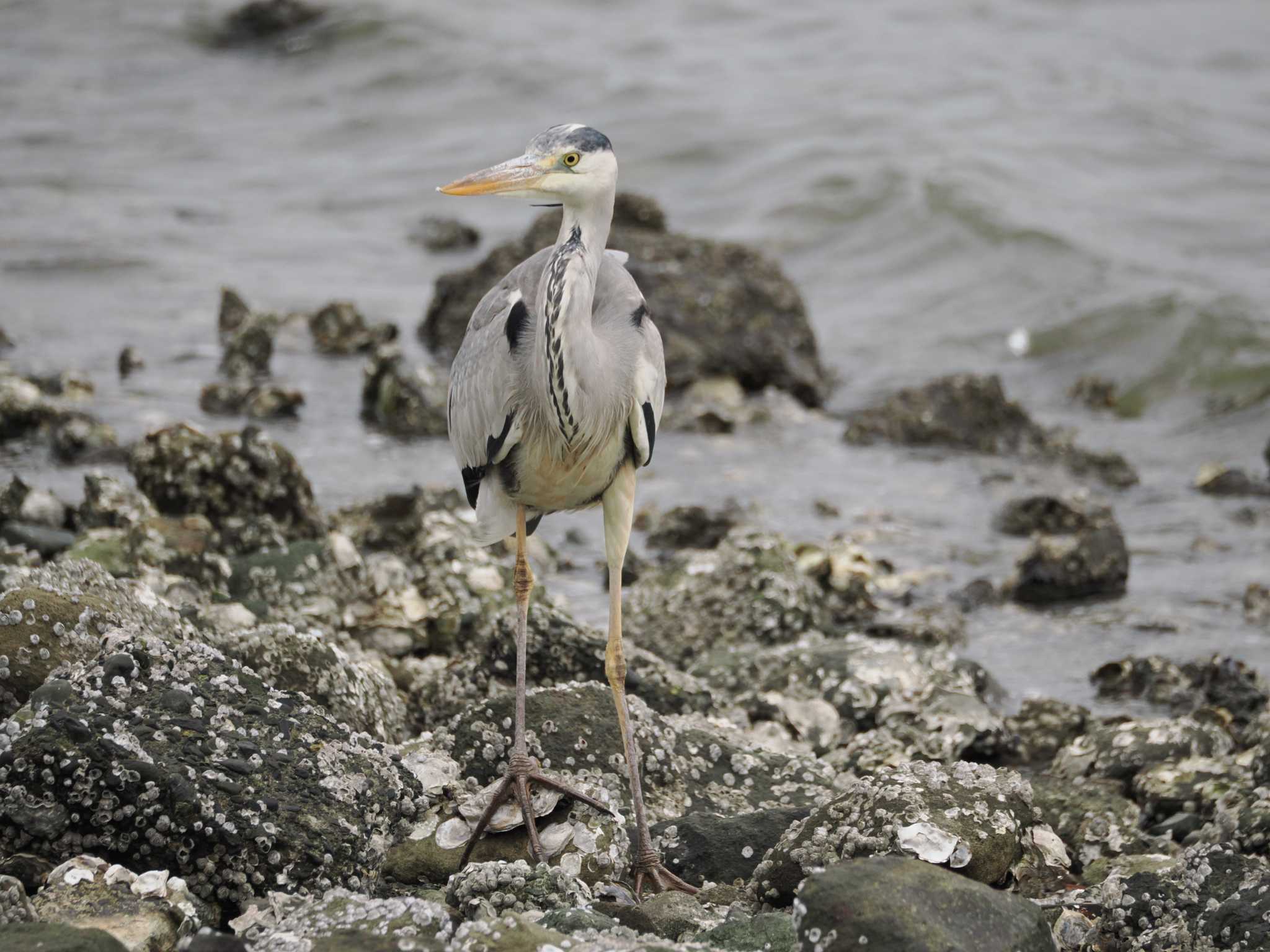 Photo of Grey Heron at Tokyo Port Wild Bird Park by こむぎこねこ