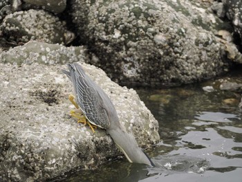 ササゴイ 東京港野鳥公園 2024年5月6日(月)