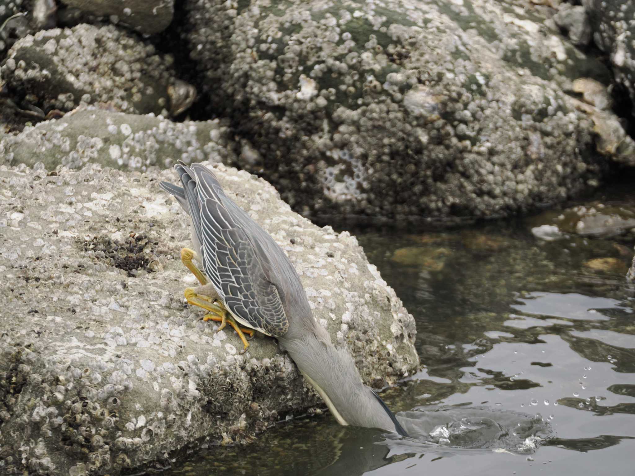 Photo of Striated Heron at Tokyo Port Wild Bird Park by こむぎこねこ