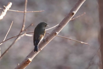 ルリビタキ 旭山記念公園 2024年4月13日(土)