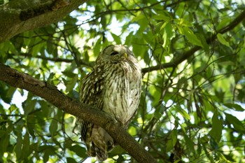 Ural Owl Unknown Spots Thu, 5/2/2024