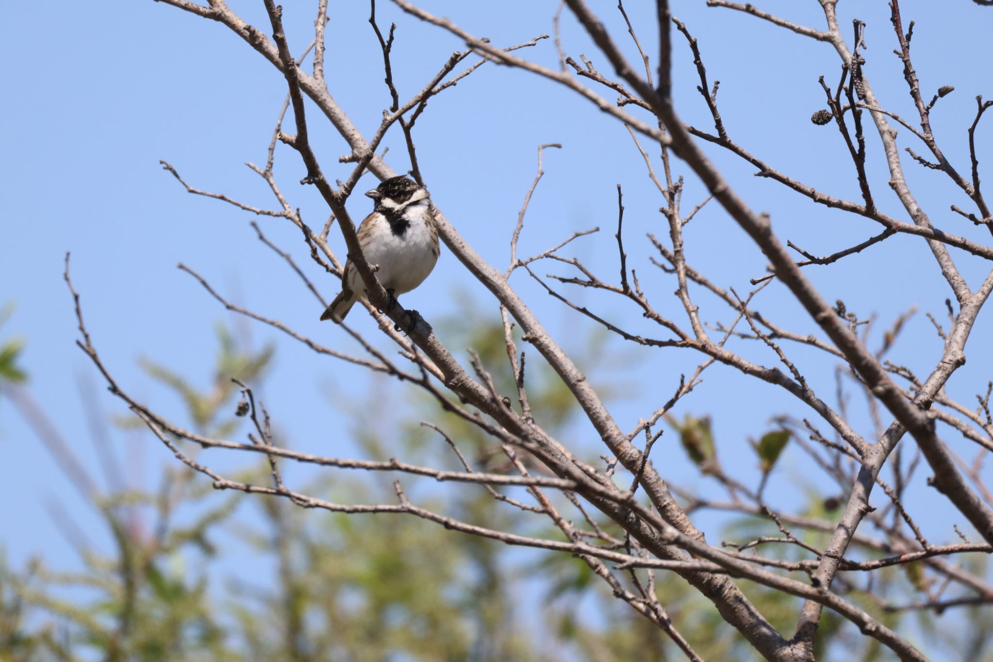 Common Reed Bunting