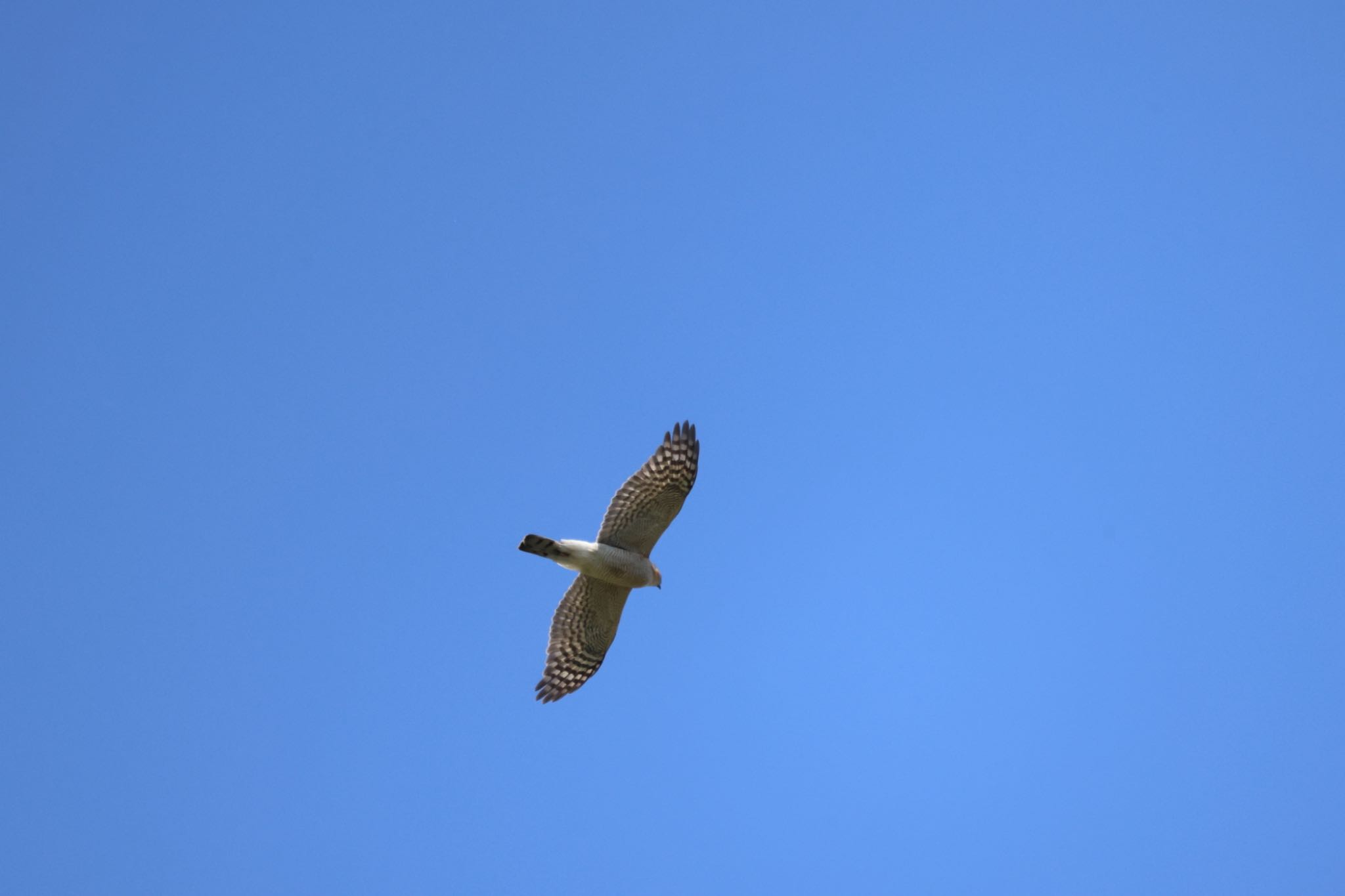 Eurasian Sparrowhawk