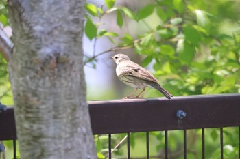 Olive-backed Pipit 茨戸川緑地 Thu, 5/9/2024