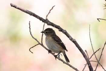 Amur Stonechat 茨戸川緑地 Thu, 5/9/2024