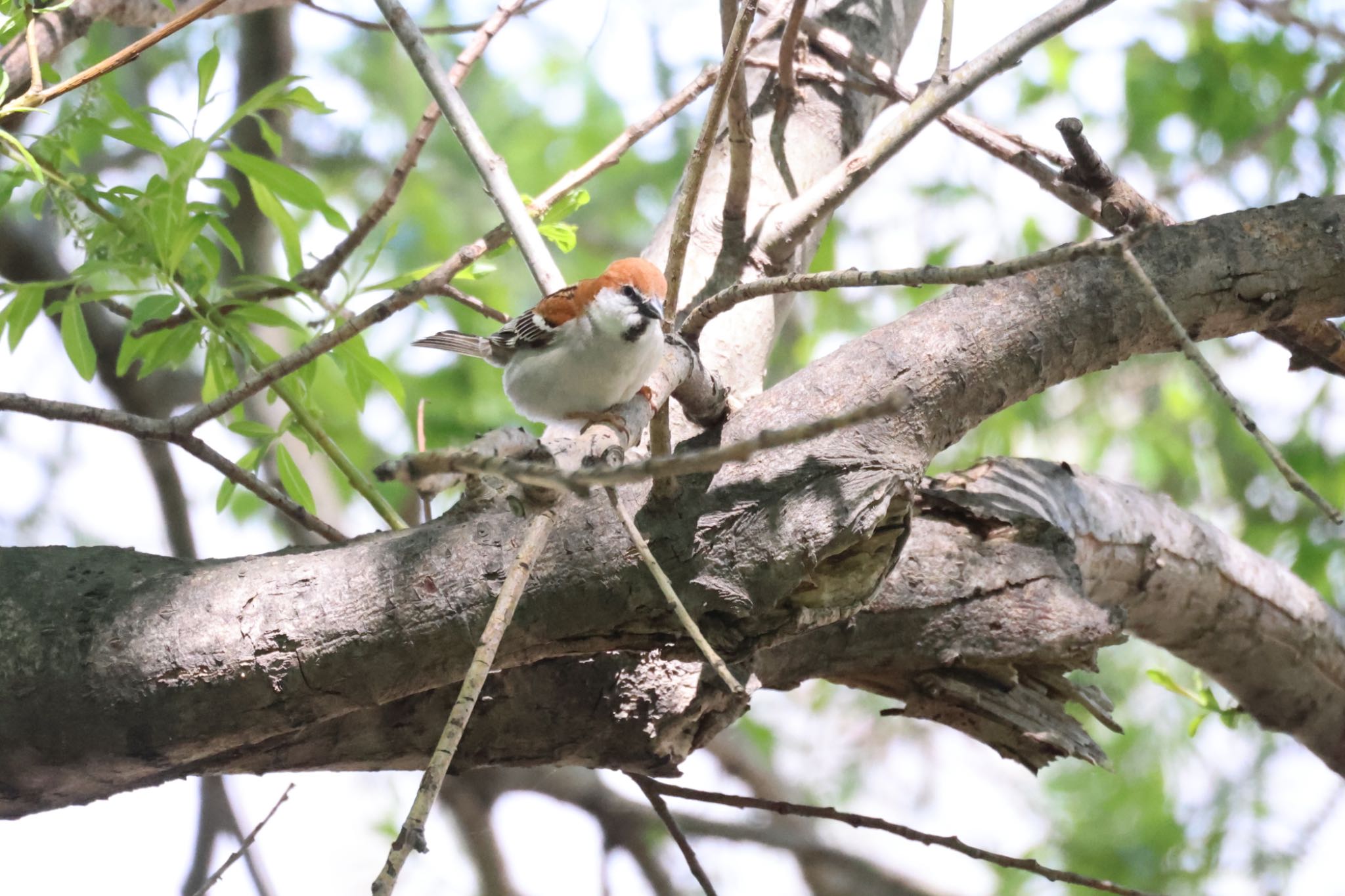 Russet Sparrow