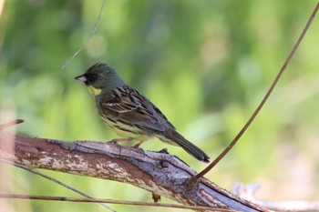 Masked Bunting 茨戸川緑地 Thu, 5/9/2024