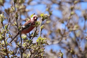 2024年5月9日(木) 茨戸川緑地の野鳥観察記録