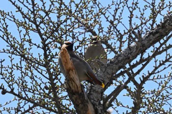 Bohemian Waxwing Senjogahara Marshland Fri, 5/3/2024