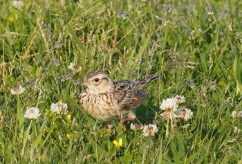 Eurasian Skylark 出雲縁結び空港 Sat, 5/4/2024