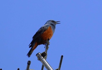 Blue Rock Thrush 出雲縁結び空港 Sat, 5/4/2024