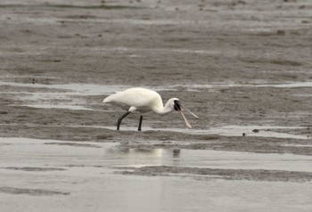 2024年5月9日(木) 葛西臨海公園の野鳥観察記録