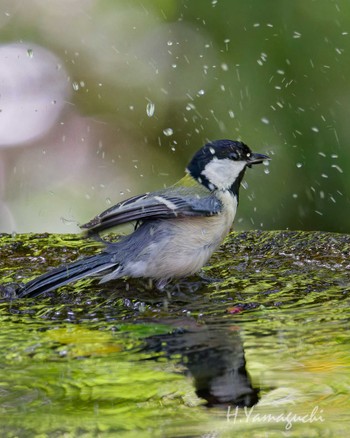 Japanese Tit 権現山(弘法山公園) Sun, 5/5/2024